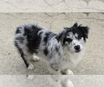 Small #4 Australian Shepherd