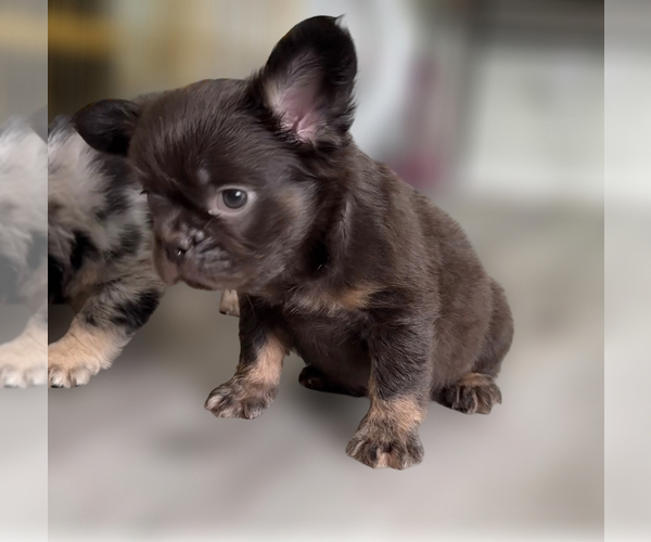 Medium Photo #4 French Bulldog Puppy For Sale in PALMDALE, CA, USA