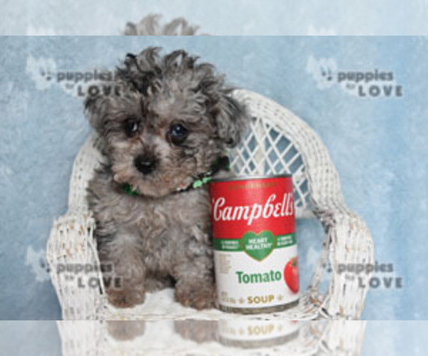 Medium Photo #13 Poodle (Toy) Puppy For Sale in SANGER, TX, USA