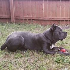 Mother of the Cane Corso puppies born on 10/21/2016