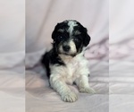 Pepper - Female Bernedoodle (Miniature) Puppy for Sale - Photo #9