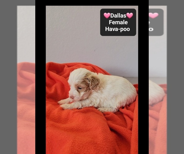 Medium Photo #3 Havapoo Puppy For Sale in TUCSON, AZ, USA