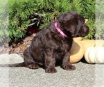 Small Photo #3 Labrador Retriever-Poodle (Toy) Mix Puppy For Sale in MYERSTOWN, PA, USA