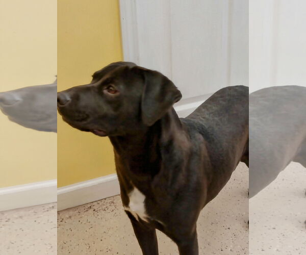 Medium Photo #3 Labrador Retriever-Pembroke Welsh Corgi Mix Puppy For Sale in York, SC, USA