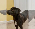 Small #2 Labrador Retriever-Pembroke Welsh Corgi Mix