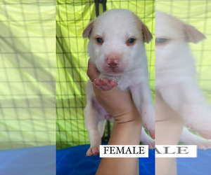 Alaskan Husky-Mutt Mix Puppy for sale in CEDAR HILL, TX, USA