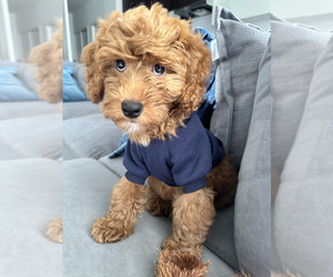 Goldendoodle (Miniature) Puppy for sale in WASHINGTON, DC, USA