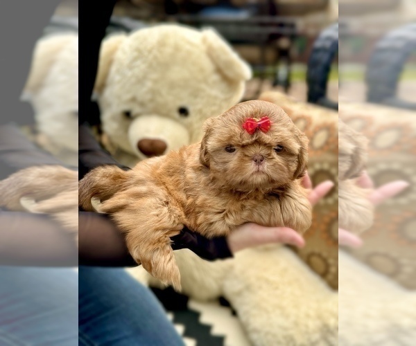 Medium Photo #4 Shih Tzu Puppy For Sale in LAWRENCEVILLE, GA, USA