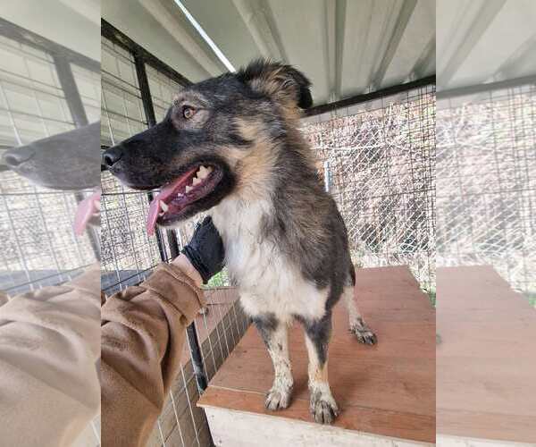 Medium Photo #2 Mutt Puppy For Sale in Rockaway, NJ, USA