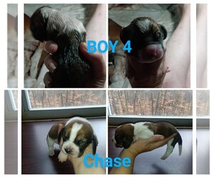 Basset Hound Puppy for sale in BULLS GAP, TN, USA