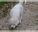 Small #6 Akbash Dog