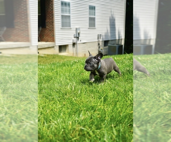 Medium Photo #2 French Bulldog Puppy For Sale in CLINTON, MD, USA