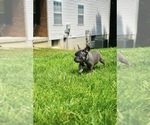 Small Photo #2 French Bulldog Puppy For Sale in CLINTON, MD, USA