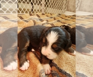 Bernese Mountain Dog Puppy for sale in REPTON, AL, USA