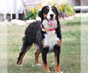 Mother of the Bernedoodle (Miniature) puppies born on 03/17/2025
