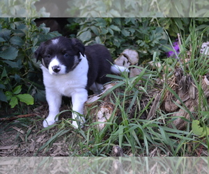 Medium Border Collie