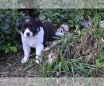 Puppy Cati Border Collie