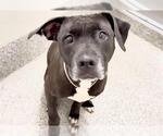 Small #1 Labrador Retriever Mix