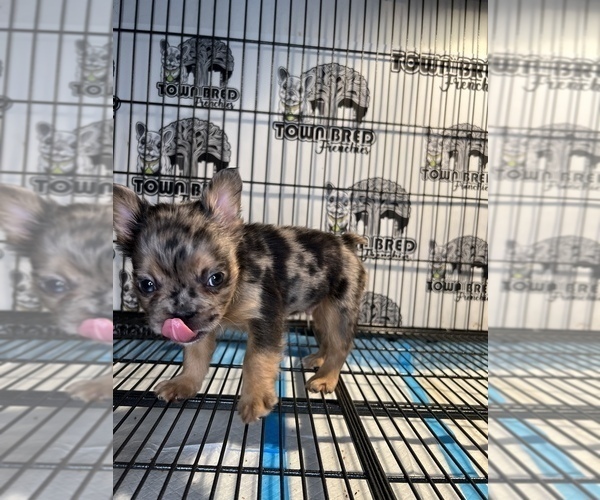 Medium Photo #4 French Bulldog Puppy For Sale in OAKLAND, CA, USA