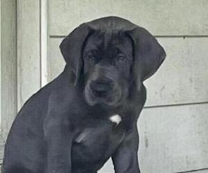 Great Dane Puppy for sale in KNIGHTSTOWN, IN, USA
