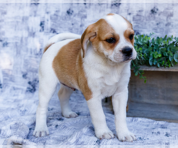 Medium Photo #33 Puggle Puppy For Sale in WAKARUSA, IN, USA