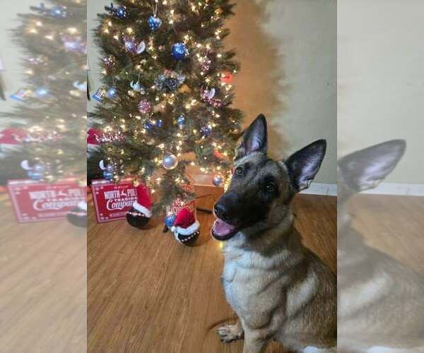 Medium Photo #6 Mutt Puppy For Sale in Abbeville, LA, USA