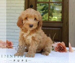 Goldendoodle (Miniature) Puppy for sale in NARVON, PA, USA