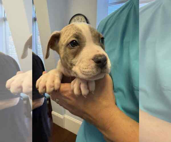Medium Photo #3 American Staffordshire Terrier-Unknown Mix Puppy For Sale in Holly Springs, NC, USA