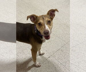 Mutt Dogs for adoption in Oakhurst, NJ, USA
