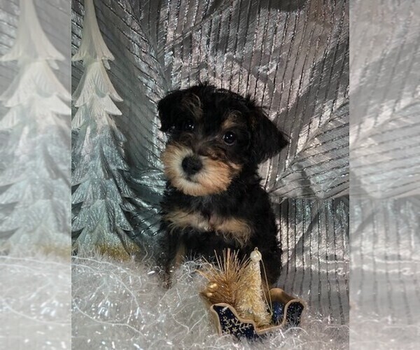 Medium Photo #2 Schnoodle (Miniature) Puppy For Sale in ROLLA, MO, USA