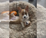 Puppy Marley Pembroke Welsh Corgi