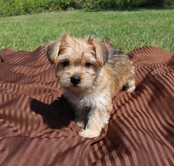 Morkie Puppy for sale in PUNTA GORDA, FL, USA
