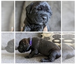 Small Photo #3 Mastiff Puppy For Sale in RUCKERSVILLE, VA, USA