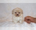 Small #3 Shih Tzu