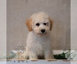Small #6 Poochon