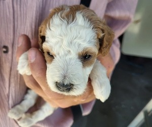 Poodle (Standard) Puppy for sale in BREMEN, IN, USA