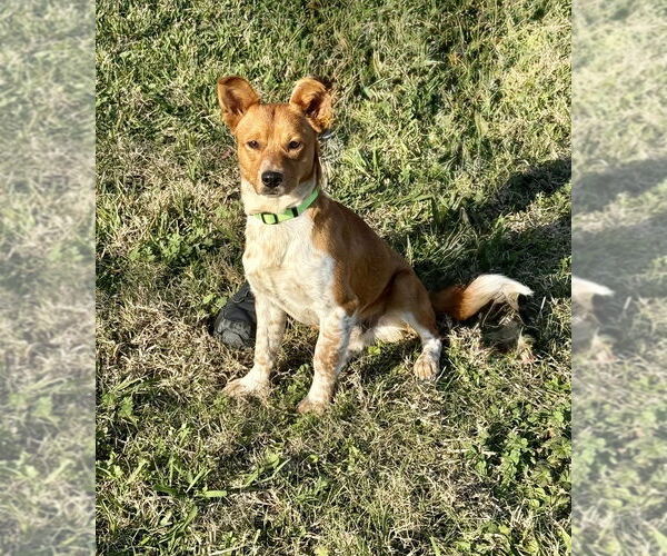 Medium Photo #1 Mutt Puppy For Sale in San Leon, TX, USA