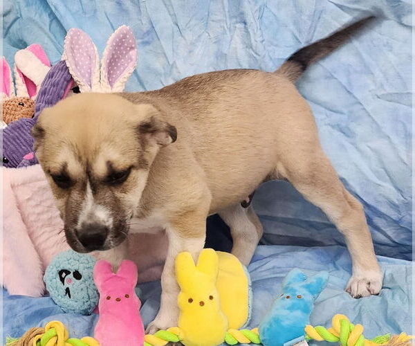 Medium Photo #3 Labsky Puppy For Sale in Wetumpka, AL, USA