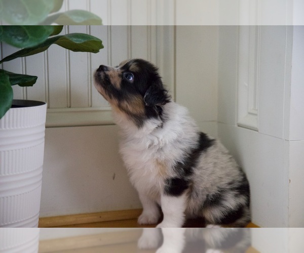 Medium Photo #4 Australian Shepherd Puppy For Sale in GREER, SC, USA