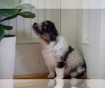 Small Photo #56 Australian Shepherd Puppy For Sale in GREER, SC, USA