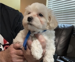 Maltipoo Puppy for sale in TRAVELERS REST, SC, USA