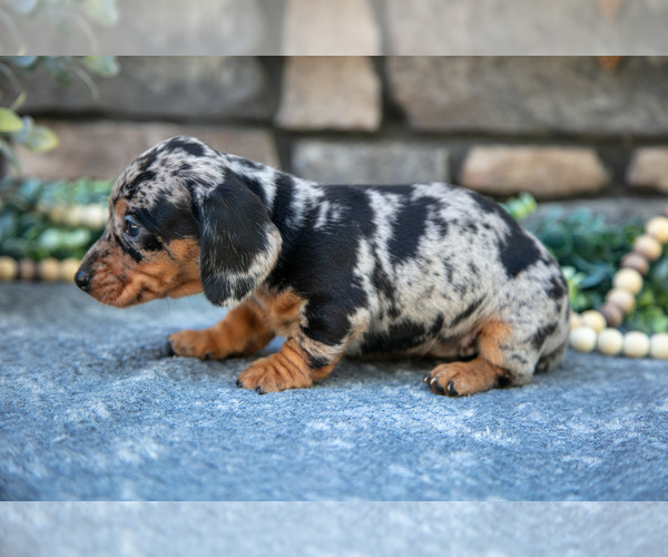 Medium Photo #2 Dachshund Puppy For Sale in SUGARCREEK, OH, USA