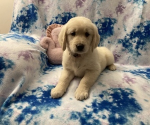 Golden Retriever Puppy for Sale in EULESS, Texas USA