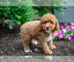 Small #1 Poodle (Miniature)