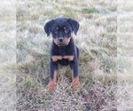 Small Photo #2 Rottweiler Puppy For Sale in FREDERICKSBURG, OH, USA