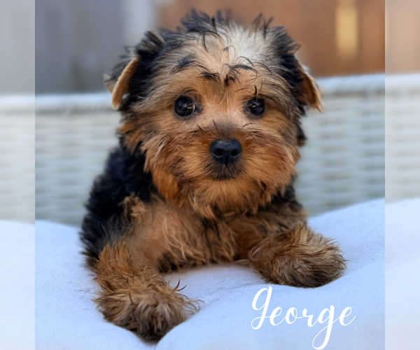 Medium Photo #9 Yorkshire Terrier Puppy For Sale in ADDISON, IL, USA