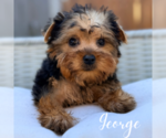 Small #8 Yorkshire Terrier