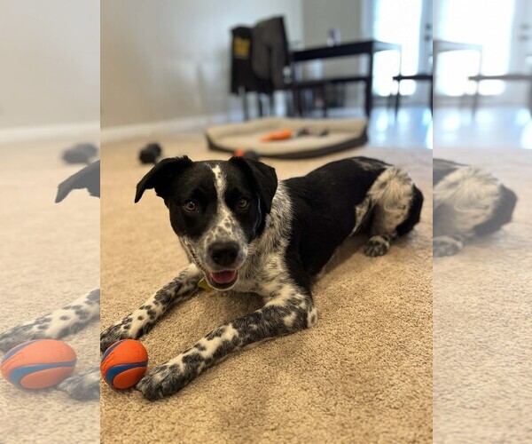 Medium Photo #14 Mutt Puppy For Sale in Sandy, UT, USA