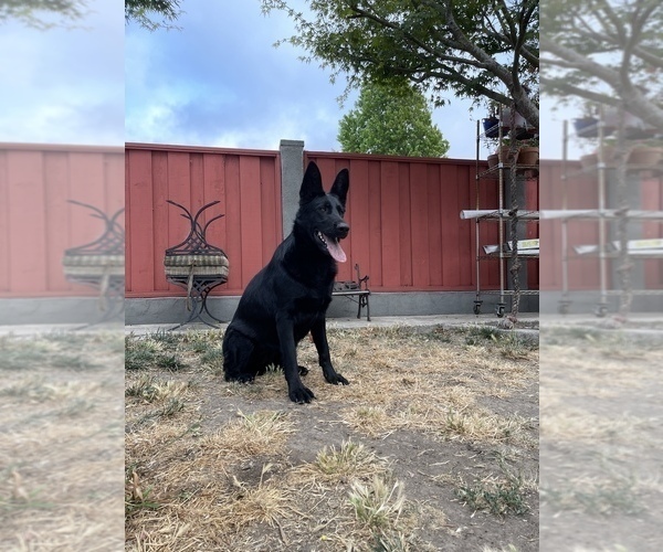 Medium Photo #60 German Shepherd Dog Puppy For Sale in HAYWARD, CA, USA