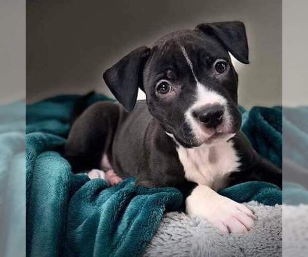 Medium Photo #6 American Pit Bull Terrier-Unknown Mix Puppy For Sale in Rustburg, VA, USA
